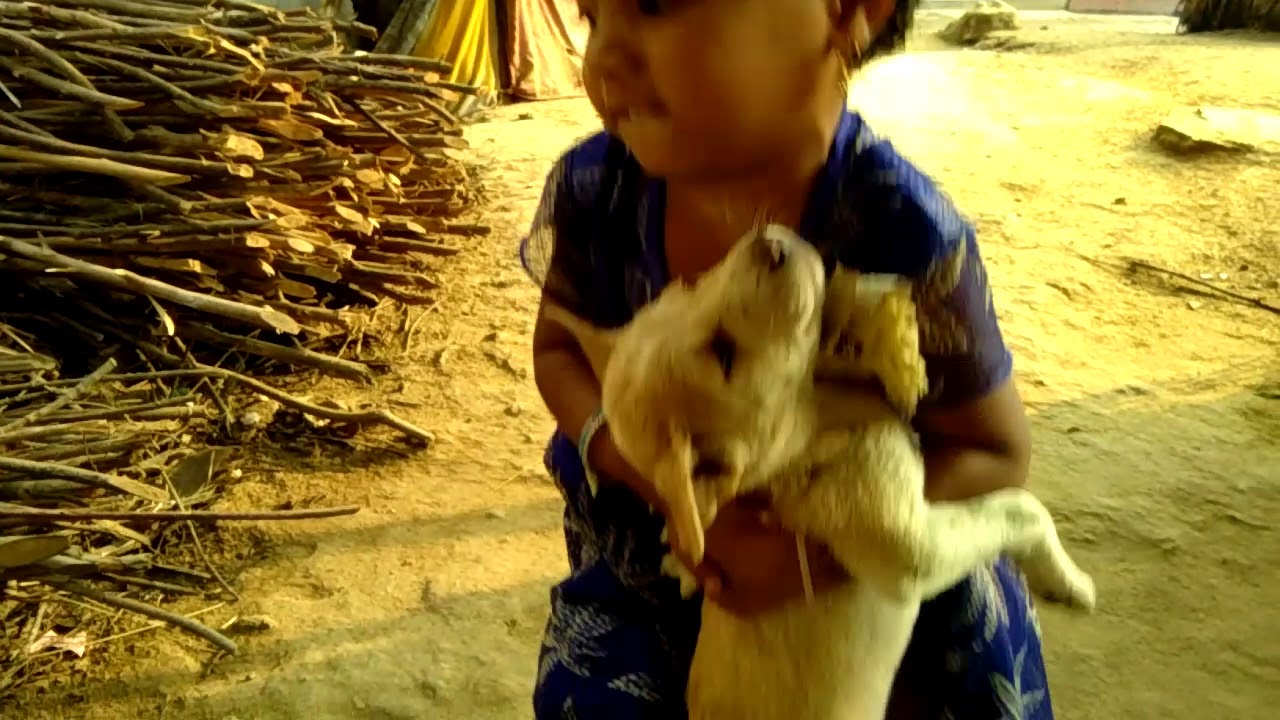 Baby Play With Dog YouTube baby-play-with-dog-youtube