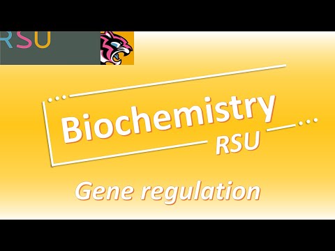 BCH Gene regulation