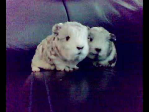 Cute Baby Guinea Pigs Making Noise Youtube Cute Baby Guinea Pigs Making Noise Youtube