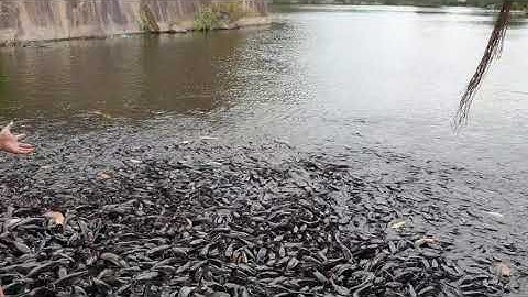 Cá trê ở núi sập Thiền viện trúc lâm , huyện Thoại sơn , long xuyên .