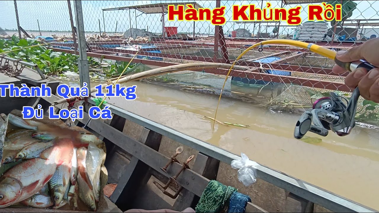 Câu Cá Trên Xuồng, Run Tay Khi Đụng Cá Mè Khủng Và Trúng Ổ Cá Cóc Kéo Không Kịp | Trần Đại Fishing