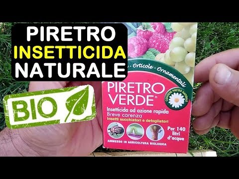 Video: Informazioni sull'insetticida al piretro - Utilizzo di spray al piretro naturale