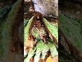 Radhe Raadhe bolo… #india #bihar #viral #world #vrindavan #raadha #krishna #shorts #reels