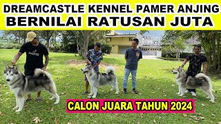 Pamer Anjing Harga Ratusan Juta Dream Castle Kennel - Alaskan Malamute Calon Juara tahun 2024 by Bobby Sant 4,532 views 1 month ago 31 minutes