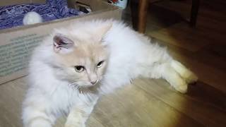 Домашний кот Кузя и дикая кошечка.Pet cat Kuzya and wild cat. Домашний кот Кузя и дикая кошечка.Pet cat Kuzya and wild cat.
