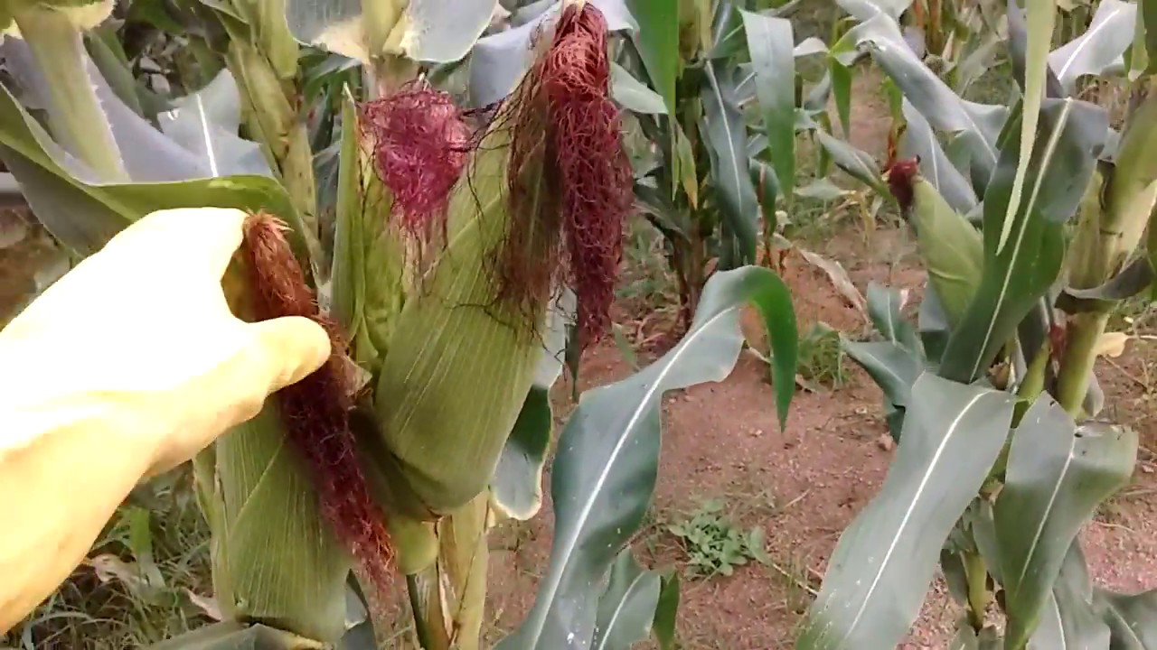 Quantidade De Adubo Por Hectare Para Milho