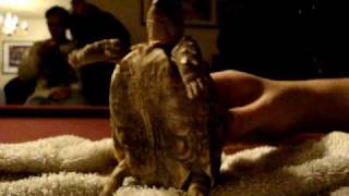 Turbo The Hip Hop Tortoise