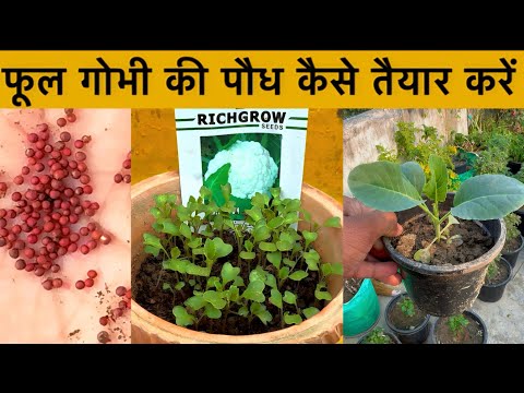 फूलगोभी की पौध तैयार करने का आसान तरीका! | How to Prepare Healthy Seedlings at Home.