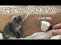 【保護子猫】子猫に猫のぬいぐるみをあげたら・・・