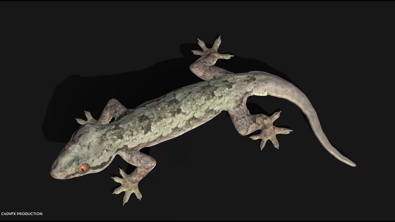 Model 58A House gecko Model 3d for c4d free downloads