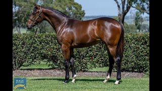 Magic Millions 2024 January - Lot 407 - Better Than Ready x Aimee filly
