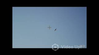 Dilley Texas Dove Hunt Shotkam