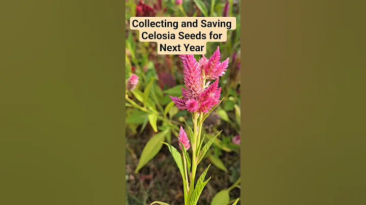 Collecting and saving Celosia Seeds for Next Year's Cut Flower Garden