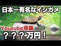 日本一有名なイシガメ Youtube 収益???万円!【エサ太郎】