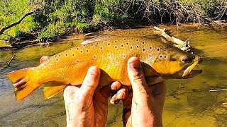 Catching BIG Driftless Trout with Inline Spinners