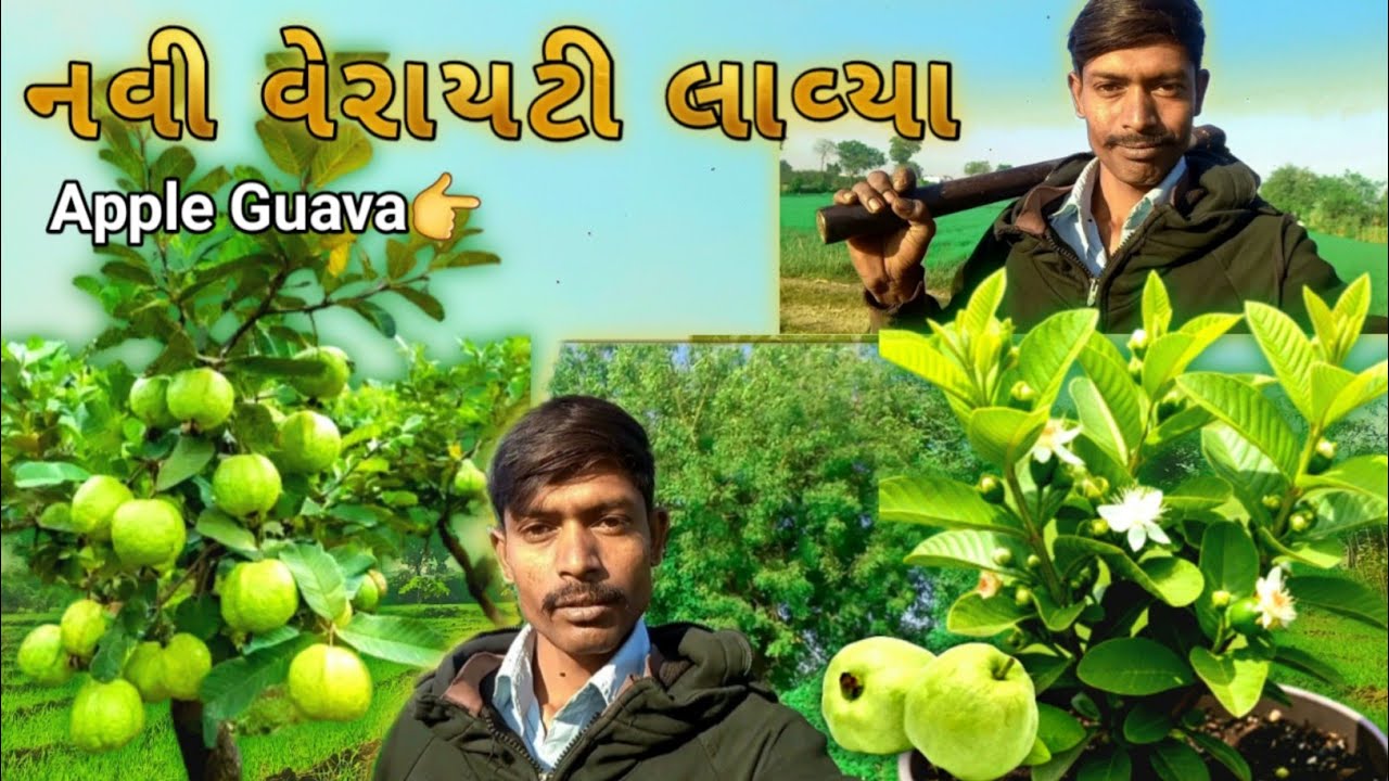 👉 નવી વેરાયટી લાવ્યા 😎 | Apple guava variety | apple guava plant | apple guava tree