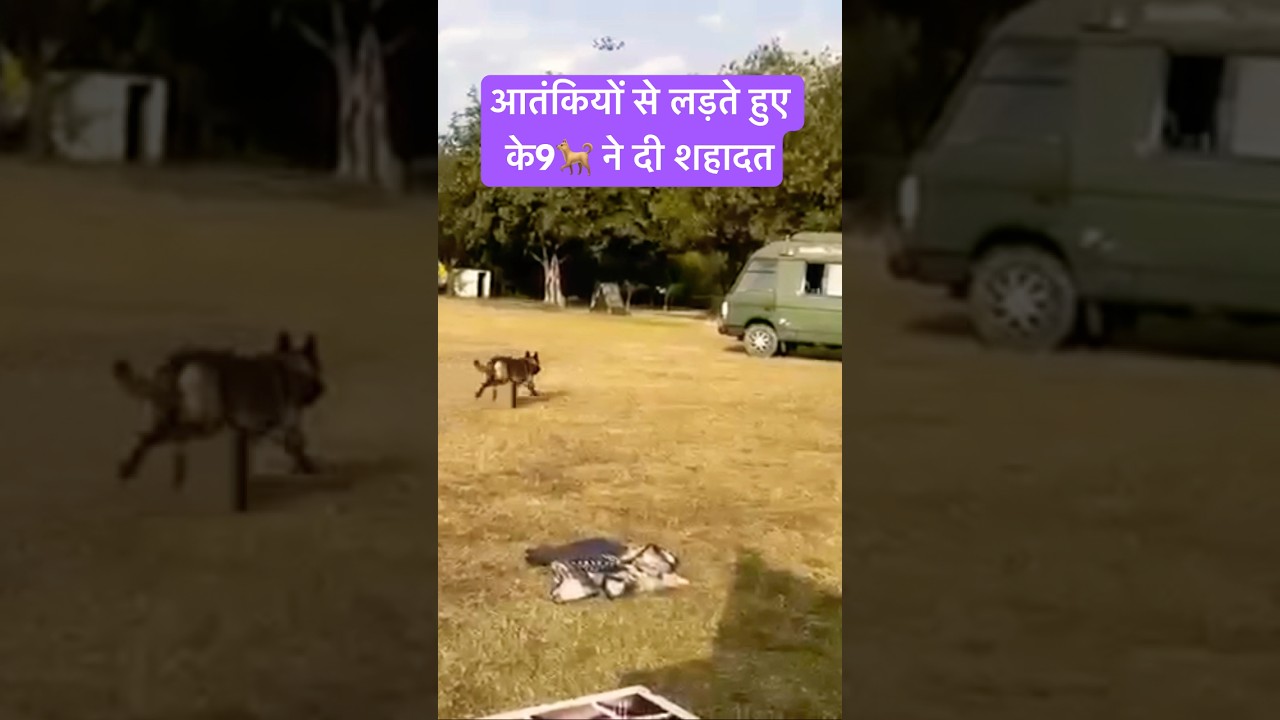 Indian Army dog makes sacrifice fighting terrorists in Akhnoor. His drill video.