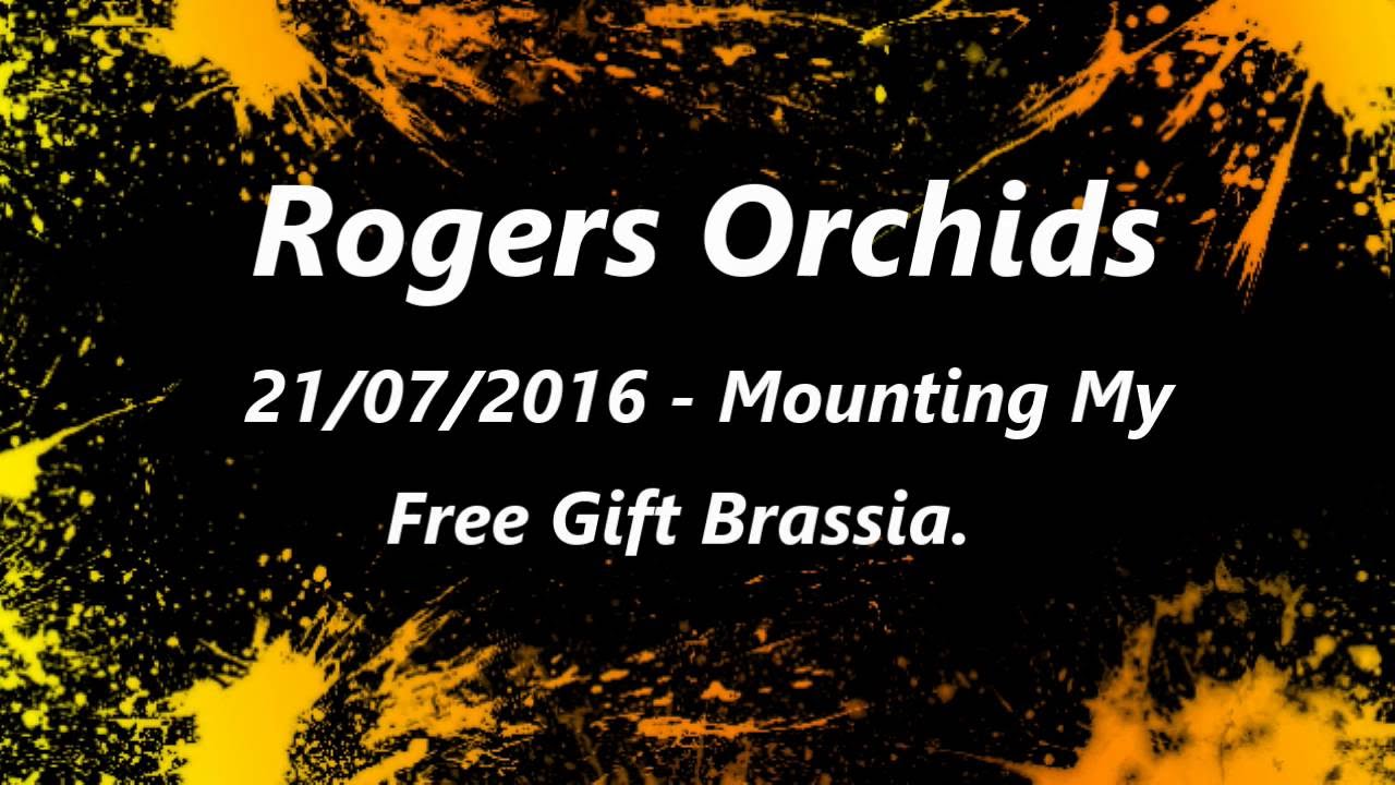 Mounting a Brassia Orchid 