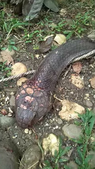 Lebih besar dari garaga king kobra,😱😱😱