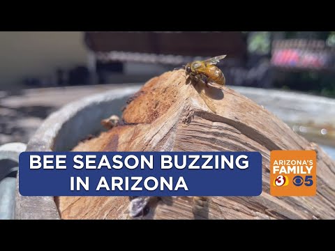 Beekeepers flooded with calls as hives pop up around the Phoenix-area