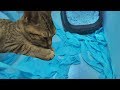 ルビーがトイレットペーパーでイタズラ Guilty Cat Ruby & Lily