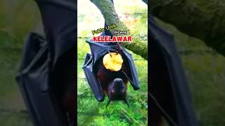 Fakta Unik Kelelawar "Proses melahirkan dengan posisi terbalik" #facts #amazing #animals #faktaunik