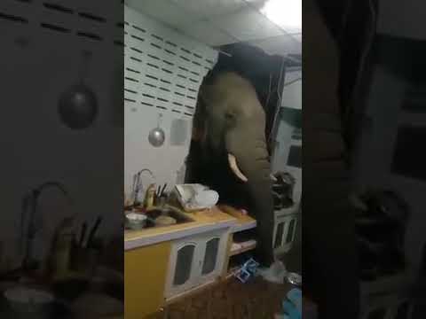 Elephant breaks into kitchen in Thailand looking for food