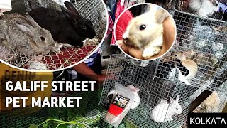 Rabbit, Guinea Pig, Hamster price At Galiff street | Pet Market Kolkata | 21st Aug 2022visit by Pets Vlogger 113 views 1 year ago 1 minute, 46 seconds