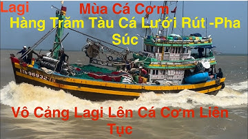 Lagi- Mùa Cá Cơm Hàng Trăm Tàu Cá- Lưới Rút- Pha Súc về Cảng Lagi Bán Cá Liên Tục.like ủng hộ kênh 