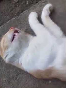 Tura turu koyo wong sukses