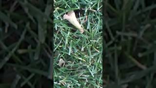 666 spider screenshot 3