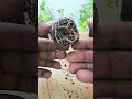 Tomatoe seedling removed from Seedling tray | Tomatoe seedlings | Home Gardening.
