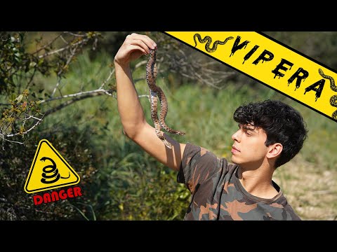 Video: Vipera cornuta: descrizione, habitat, stile di vita