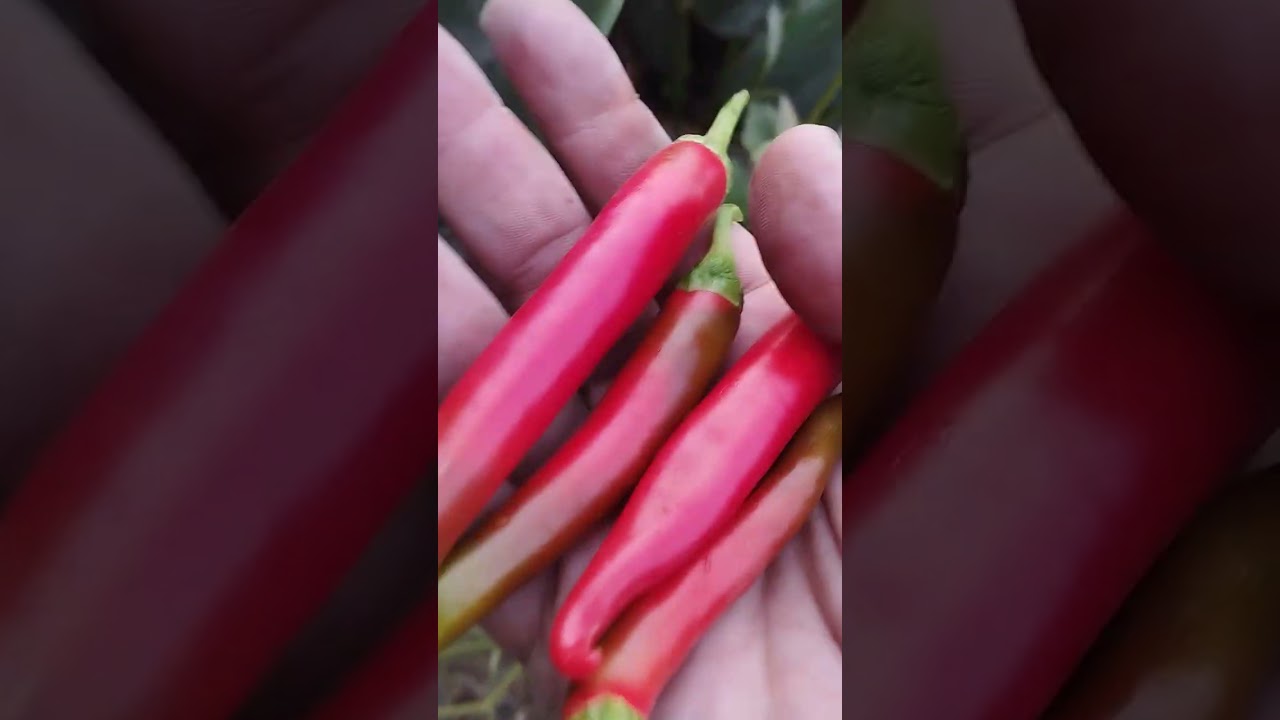 جامعه شجره شطه وحلاوه شجره الشطه واحنا بنقطف بنات في منها يا جماعه اللي بيستوي من اللي هو الاحمر 