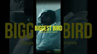 BIGGEST BIRD - Trippie Redd ft. Summrs