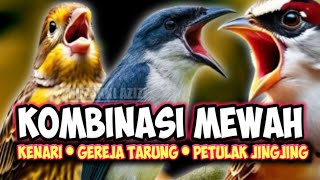 Download lagu Full MATERI MEWAH!!! KOMBINASI KENARI GEREJA TARUNG PETULAK JINGING || KENARI GACOR || GEREJA GACOR