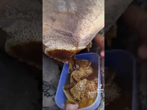 بلوچی ویڈیو بلوچی گانا بلوچی سونگ