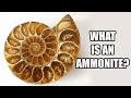 What are ammonite fossils