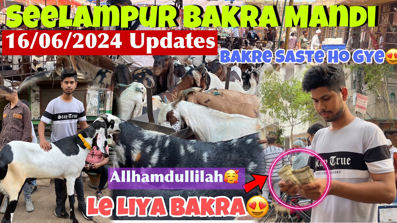 Seelampur Bakra Mandi 2024 Latest Video| बकरे सस्ते हो गए 🥳| Jafrabad Bakra Mandi IBakra Mandi 2024😍