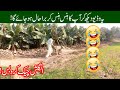 Funny desi vlog by chachu sharafat