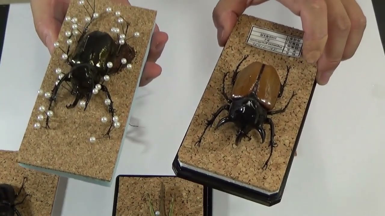 甲虫、標本 maxresdefault.jpg?sqp=-