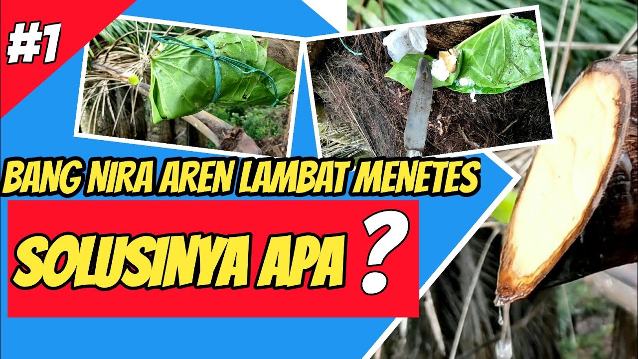 Cara Teknik NIRA AREN MENDERAS KENCANG Tidak LAMBAT Saat MENETES - menyadap aren PART1| manggar aren