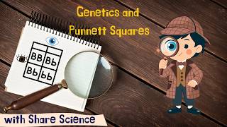 Genetics Punnett Squares Explained Why Do Babies Eyes Change Color Share Science
