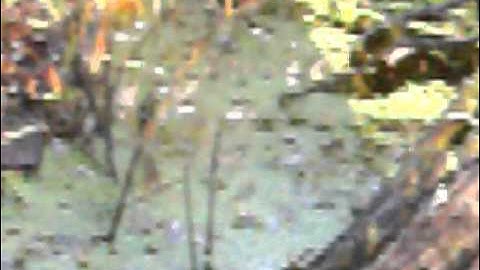 Going Muskrat Trapping pt.3