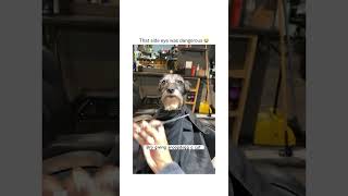 Snoopdogg Getting A Cut  crazyhoodvids viral shorts funny barber dog dogs doglover