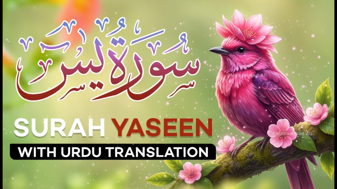 Surah Yaseen With Urdu Translation By Qari Mansoor Ghaznawi I Urdu And Hindi Tarjuma