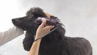 CS Andis AGC2 Super, Peladora Canina