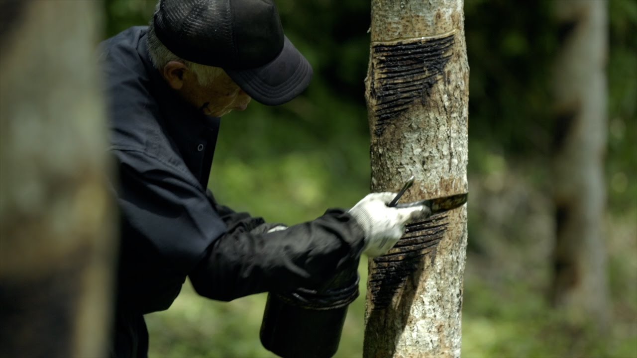 動画】命のしずく「漆」：人間国宝・大西勲と大子の漆掻き | nippon.com