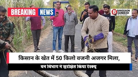 #JhaluNews : गन्ने के खेत में दिखा 15 फीट का अजगर, देखने उमड़ी भीड़ ! #PythonRescue 