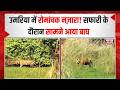 Umaria News | बांधवगढ़ टाइगर रिजर्व में सड़क पर दिखा बाघ, पर्यटक हुए रोमांचित | BharatUpdate